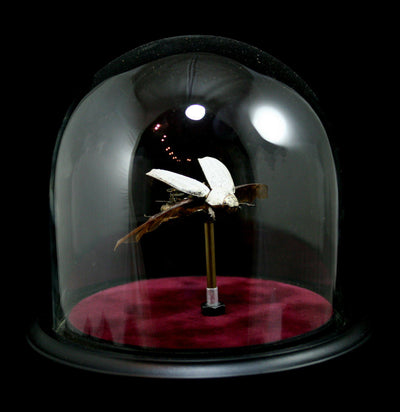 Clockwork Cetonidae: Lepidiota Stigma Beetle In Cloche - Paxton Gate