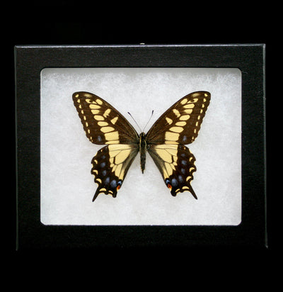 Riker Mount Papilio Zelicaon Buttlerfly - Paxton Gate