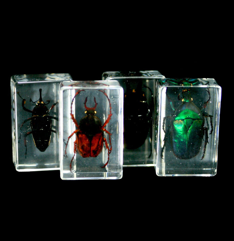 Insect Foes Collection in Acrylic - Paxton Gate