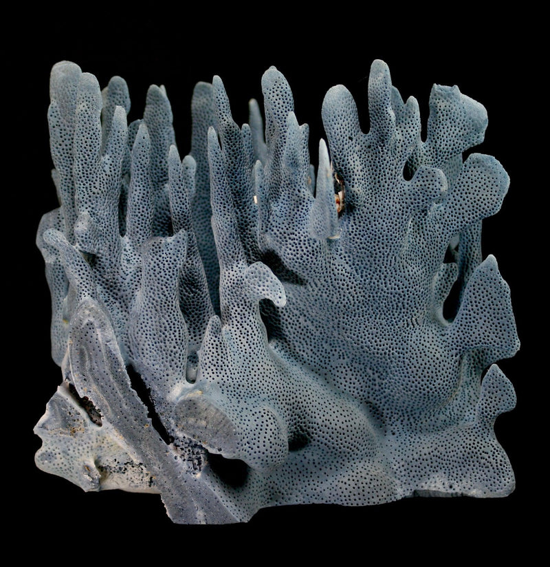 Blue Heliopora Coerulea Coral - Paxton Gate