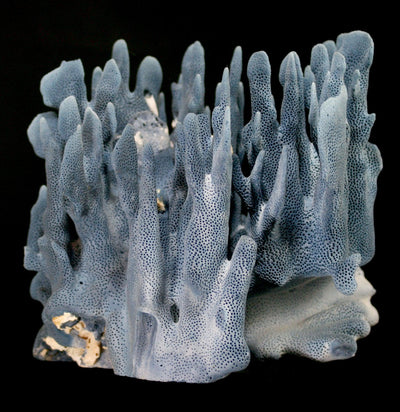 Blue Heliopora Coerulea Coral - Paxton Gate
