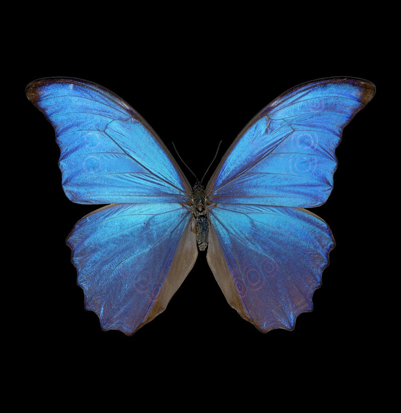 Spread Blue Peruvian Morpho Didius Butterfly - Paxton Gate