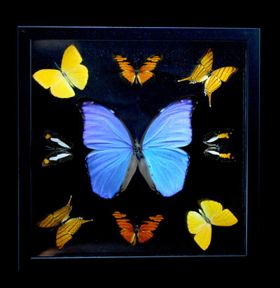 Double Glass Framed Morpho Plus Eight Mixed Butterflies - Paxton Gate