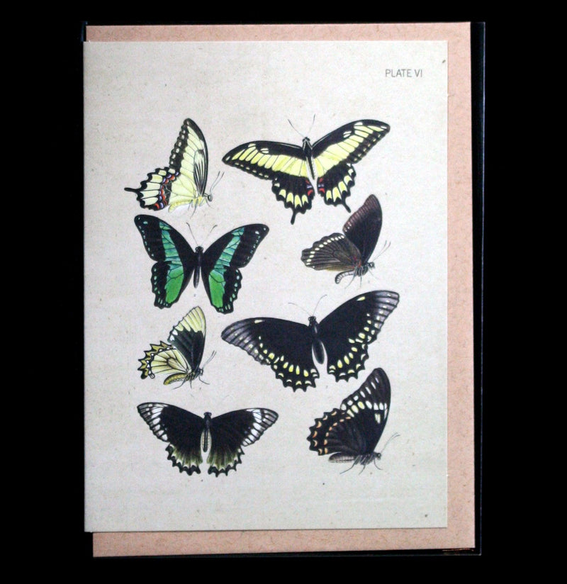 Butterfly Collection Plate VI Greeting Card - Paxton Gate