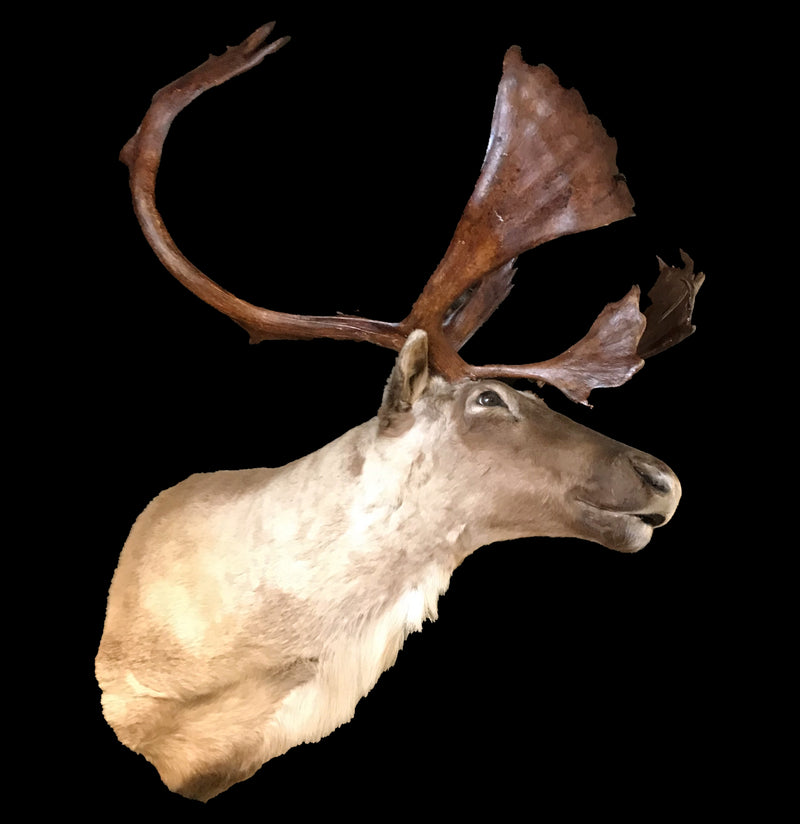 Caribou Taxidermy Mount - Paxton Gate