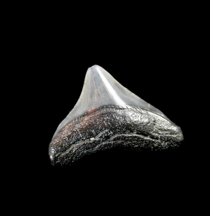 Small Megalodon Tooth - Paxton Gate