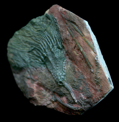 Devonian Era Crinoid Fossil Plate - Paxton Gate