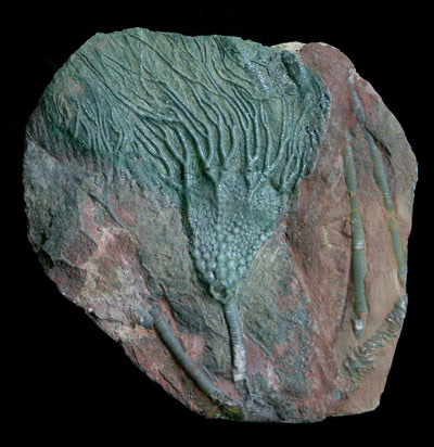 Devonian Era Crinoid Fossil Plate - Paxton Gate