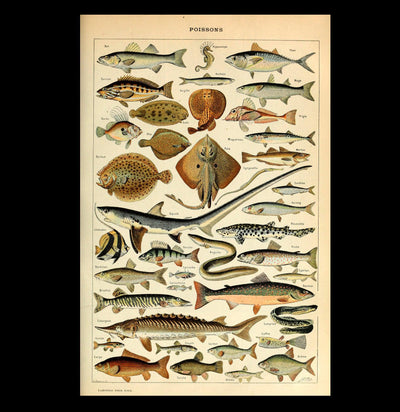 Vintage Millot Sea Life Fish Print - Paxton Gate