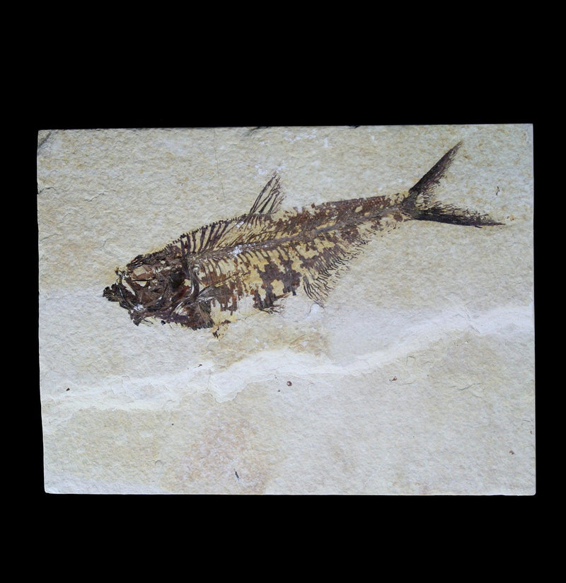 Fossil Fish Plate - Paxton Gate