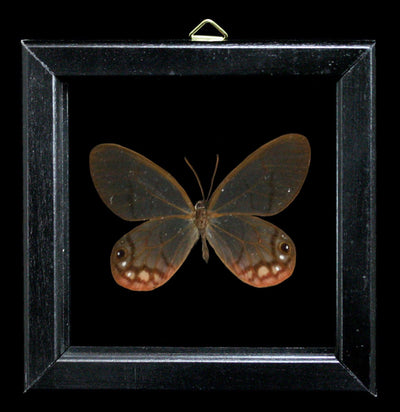 Double Glass Frame Female Cithaerias merolina Butterfly - Paxton Gate