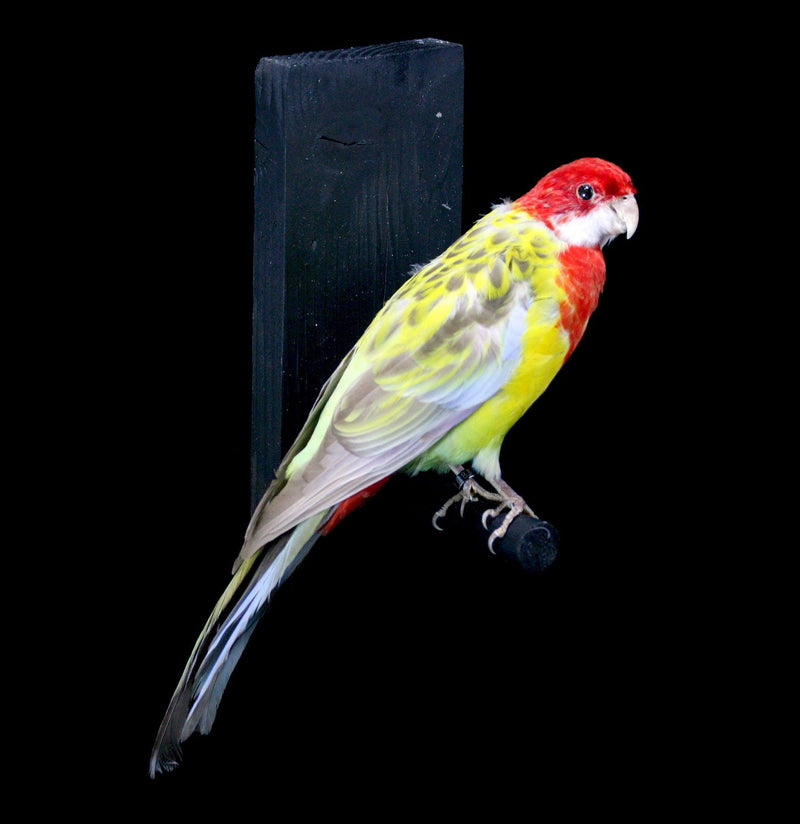 Golden Mantled Rosella Taxidermy Specimen A - Paxton Gate