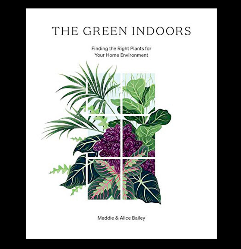 Green Indoor: Find the Right plants for Your Home - Paxton Gate