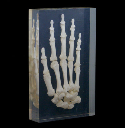 Antique Articulated Human Skeletal Hand in Resin - Paxton Gate