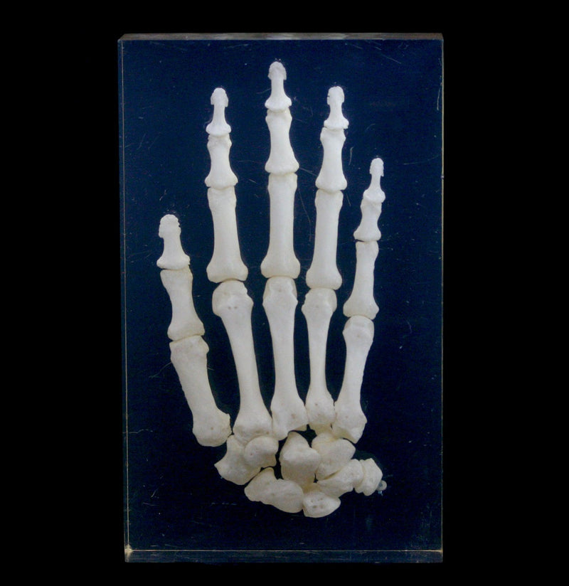 Antique Articulated Human Skeletal Hand in Resin - Paxton Gate