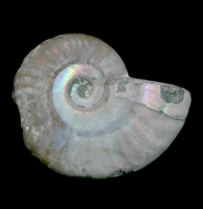 Small Iridescent Ammonite - Paxton Gate