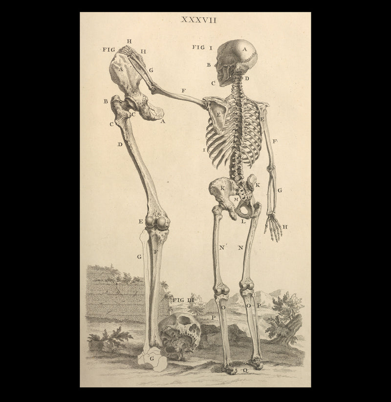 Human Skeleton And Large Leg Bone Matte Poster - Paxton Gate