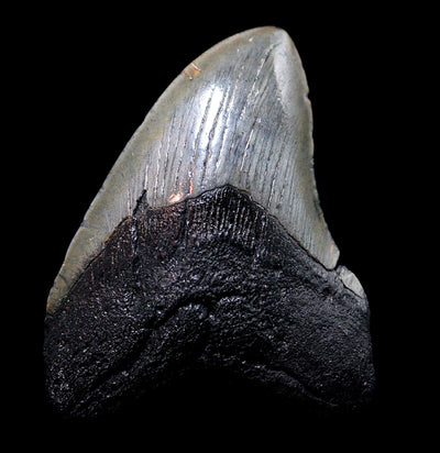 Megalodon Tooth Specimen #21 - Paxton Gate