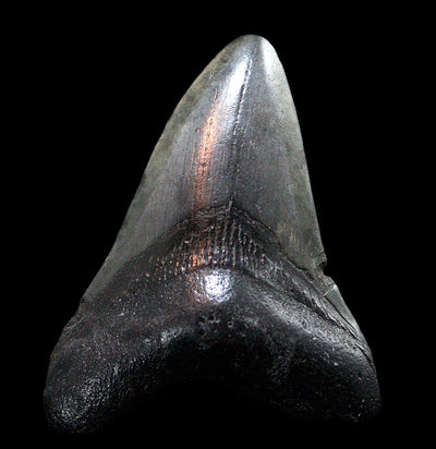 Megalodon Tooth Specimen #26 - Paxton Gate