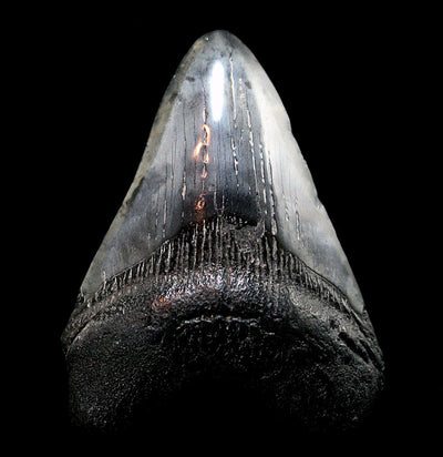Megalodon Tooth Specimen #27 - Paxton Gate
