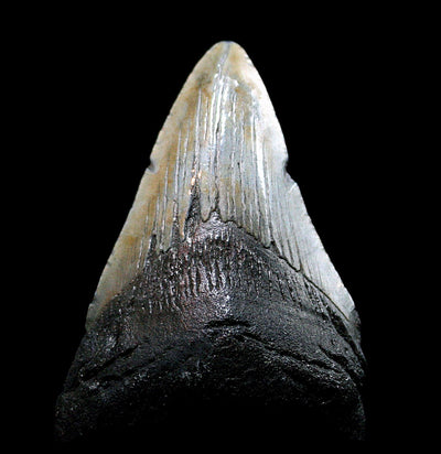 Megalodon Tooth Specimen #28 - Paxton Gate