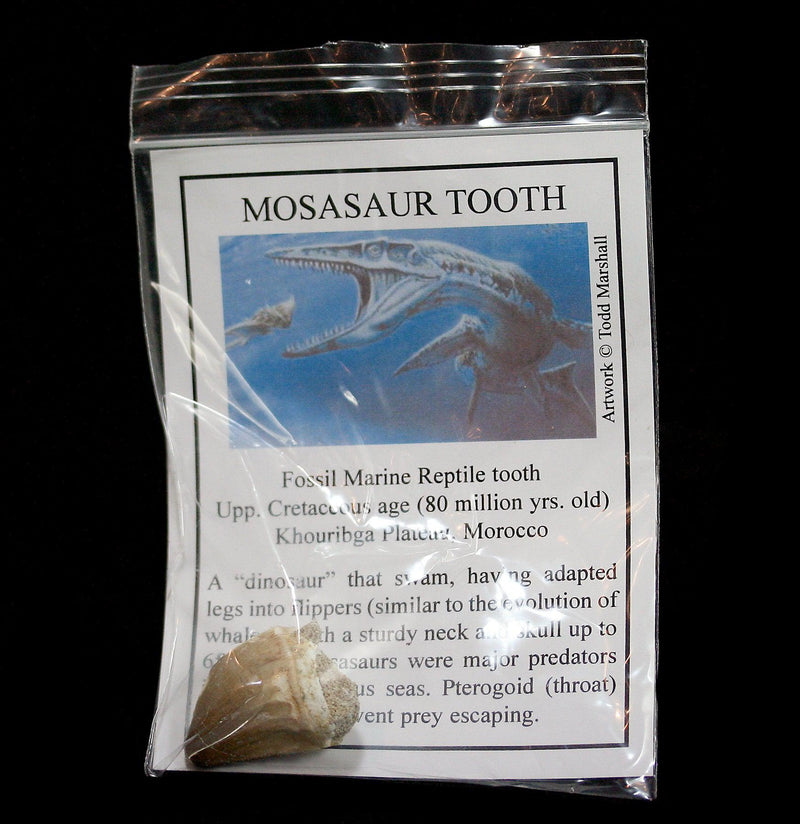 Mosasaur Tooth with Info Card - Paxton Gate