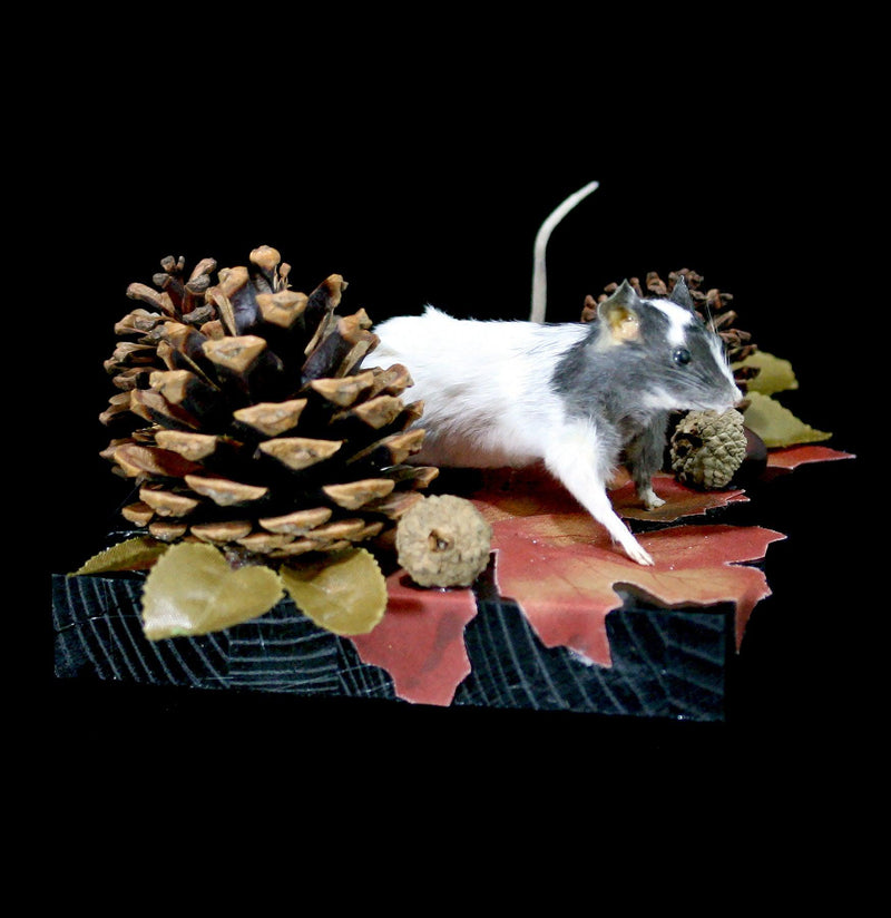 Autumn Forest Mouse Taxidermy - Paxton Gate
