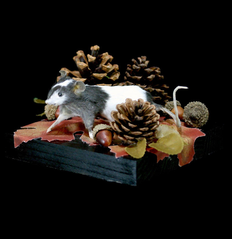 Autumn Forest Mouse Taxidermy - Paxton Gate