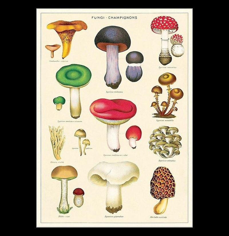 Fungi Champignons Poster Wrap - Paxton Gate