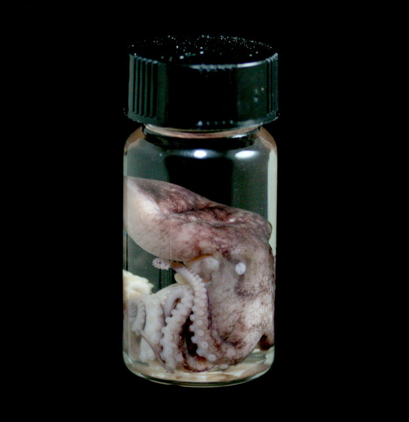 Small Octopus Wet Specimen - Paxton Gate