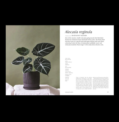 Plantopedia: The Definitive Guide to Houseplants - Paxton Gate