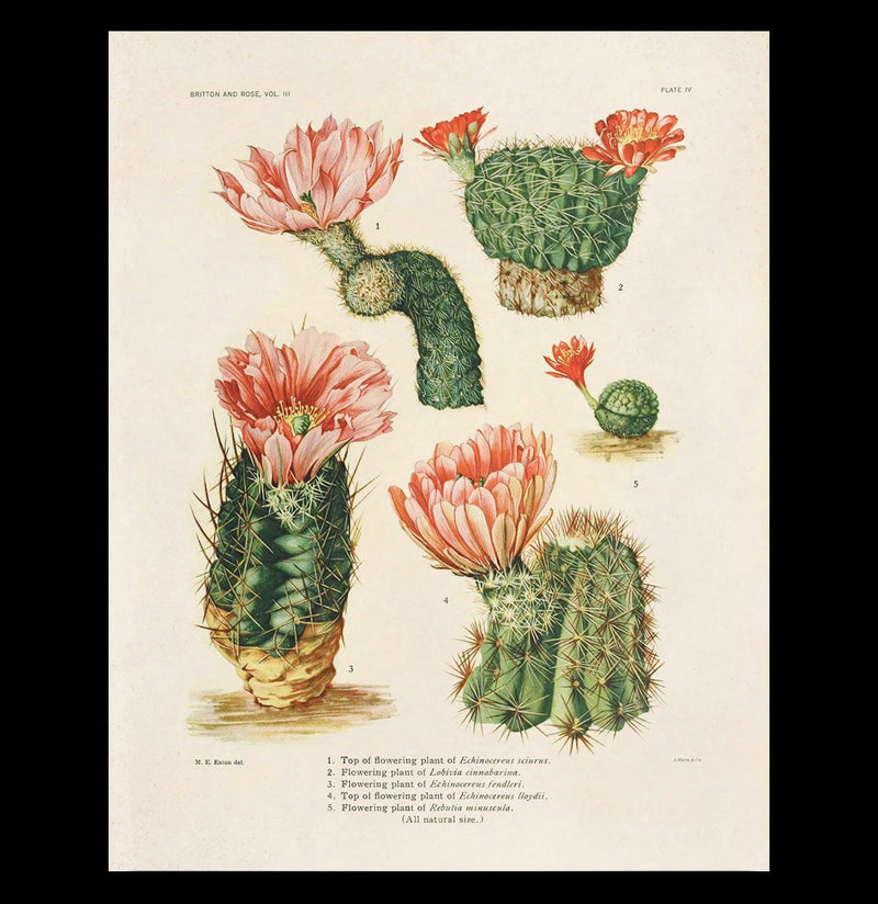 Vintage Botanical Four Cactus Print - Paxton Gate