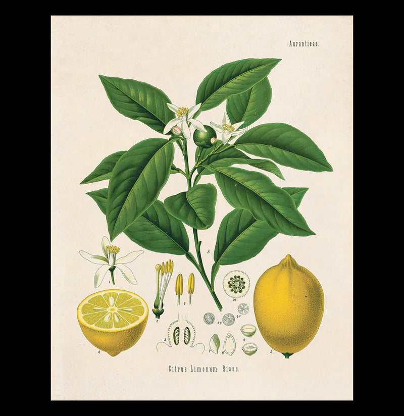 Vintage Citrus Lemon Print - Paxton Gate