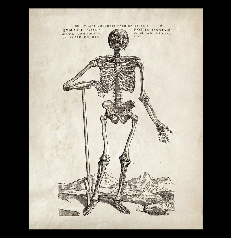 Vintage Skeleton Standing Print - Paxton Gate