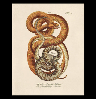 Vintage French Snake Print - Paxton Gate