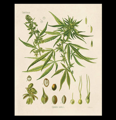 Vintage Cannabis Marijuana Chart Print - Paxton Gate