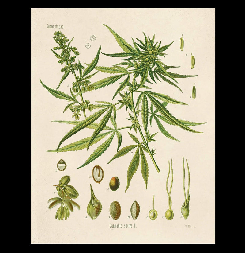 Vintage Cannabis Marijuana Chart Print - Paxton Gate