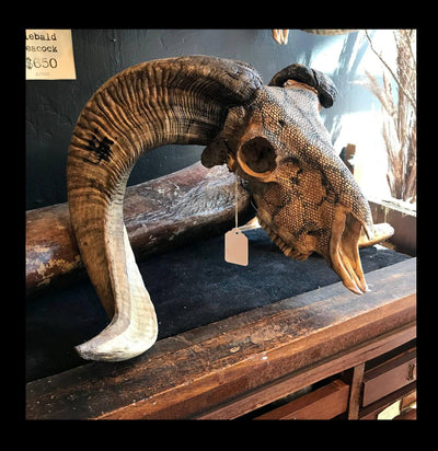 Hand Carved Snake Skin Ram Skull - Paxton Gate
