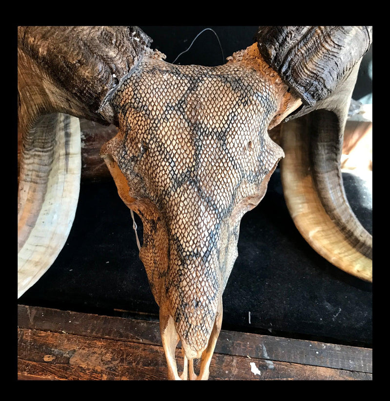 Hand Carved Snake Skin Ram Skull - Paxton Gate