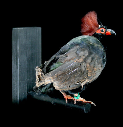 Java Roul Roul Taxidermy Partridge - Paxton Gate