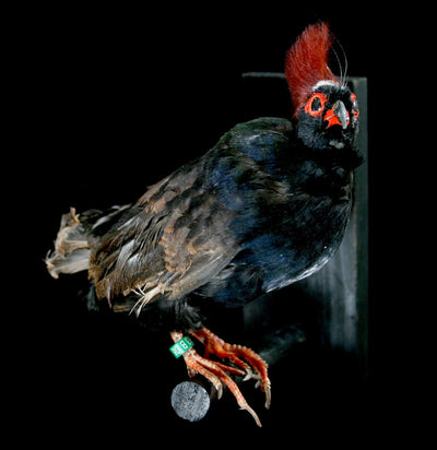 Java Roul Roul Taxidermy Partridge - Paxton Gate