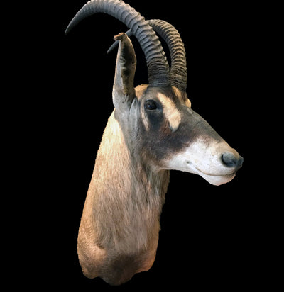 Roan Antelope Taxidermy Mount - Paxton Gate