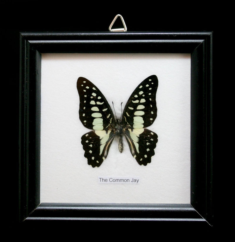 Single Riker Mounted Butterfly - Paxton Gate