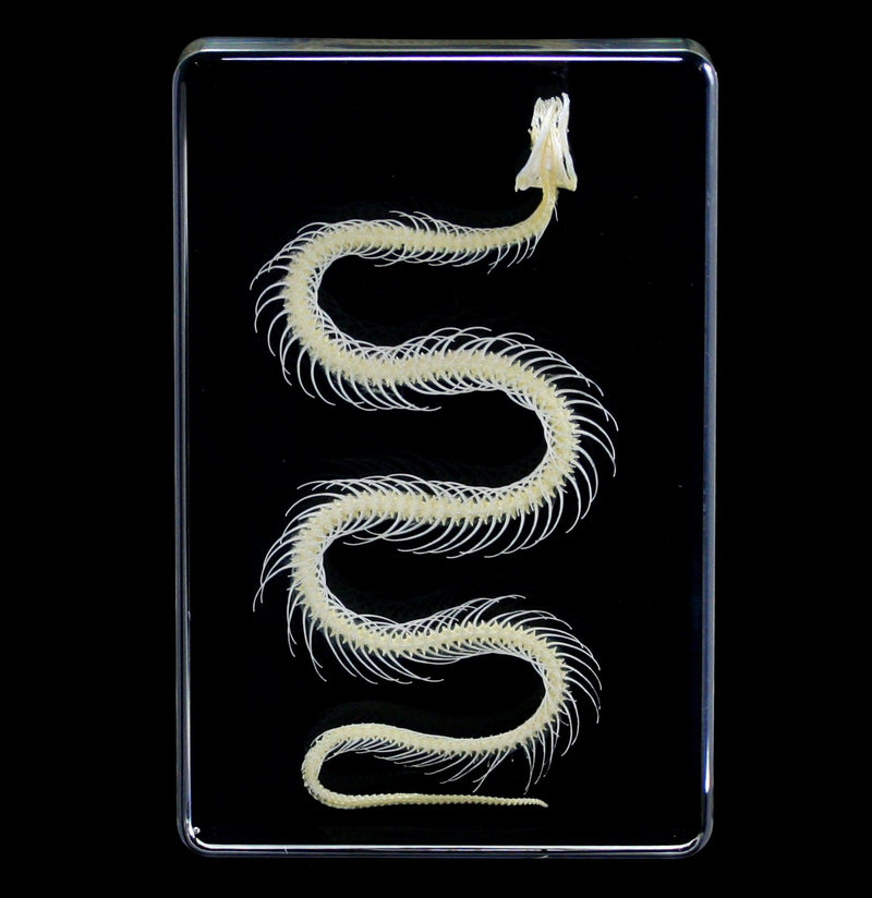 Snake Skeleton in Acrylic - Paxton Gate