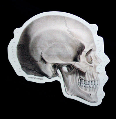 Human Skull Profile Sticker - Paxton Gate
