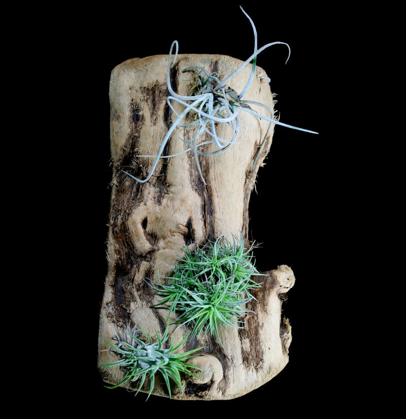 Mounted Tillandsia On Grape Wood - Paxton Gate