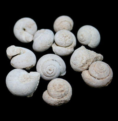 Archaeogastropoda Marine Snail Fossil - Paxton Gate