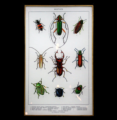 Bejeweled Beetles Glass Trinket Tray - Paxton Gate