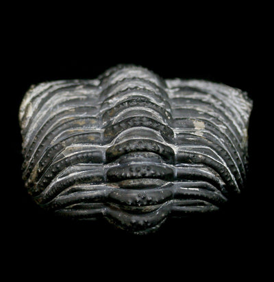 Rolled Up Drotops Megalomanicus Trilobite Fossil - Paxton Gate