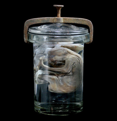 Two Toed Fetal Sloth Wet Specimen with Attached Placenta in Antique Jar - Paxton Gate